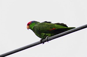 Parrot, Red-crowned, 2013-01034196 Brownsvillel, TX